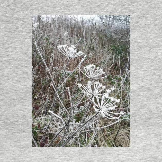 Frosted cow parsley by esvb